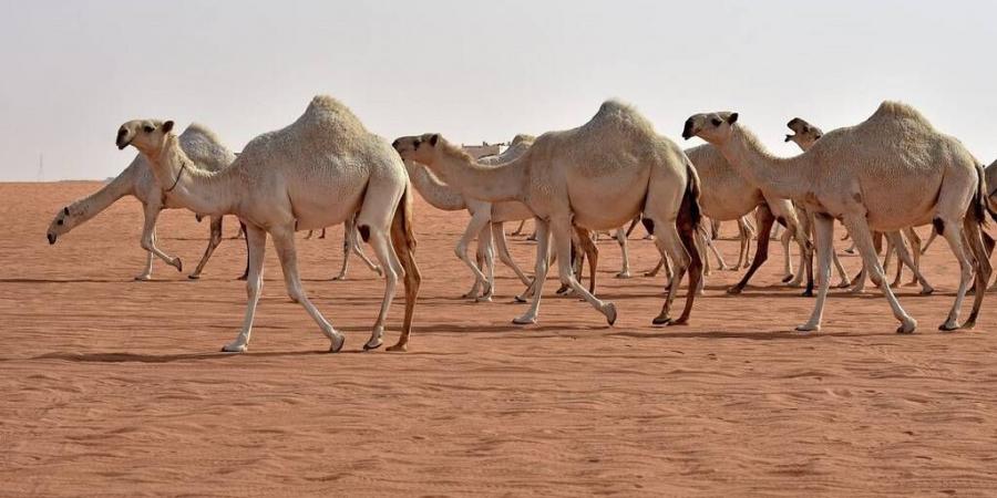 مهرجان الإبل في الطائف يسجل رقمًا قياسيًّا وصفقات مليونية